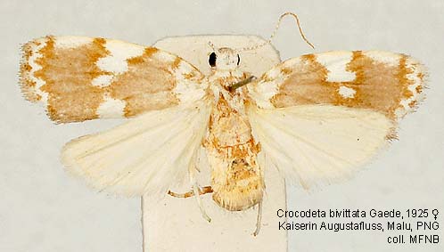 Papua Insects Foundation (Lepidoptera/Erebidae/[Arctiidae]Arctiinae)
